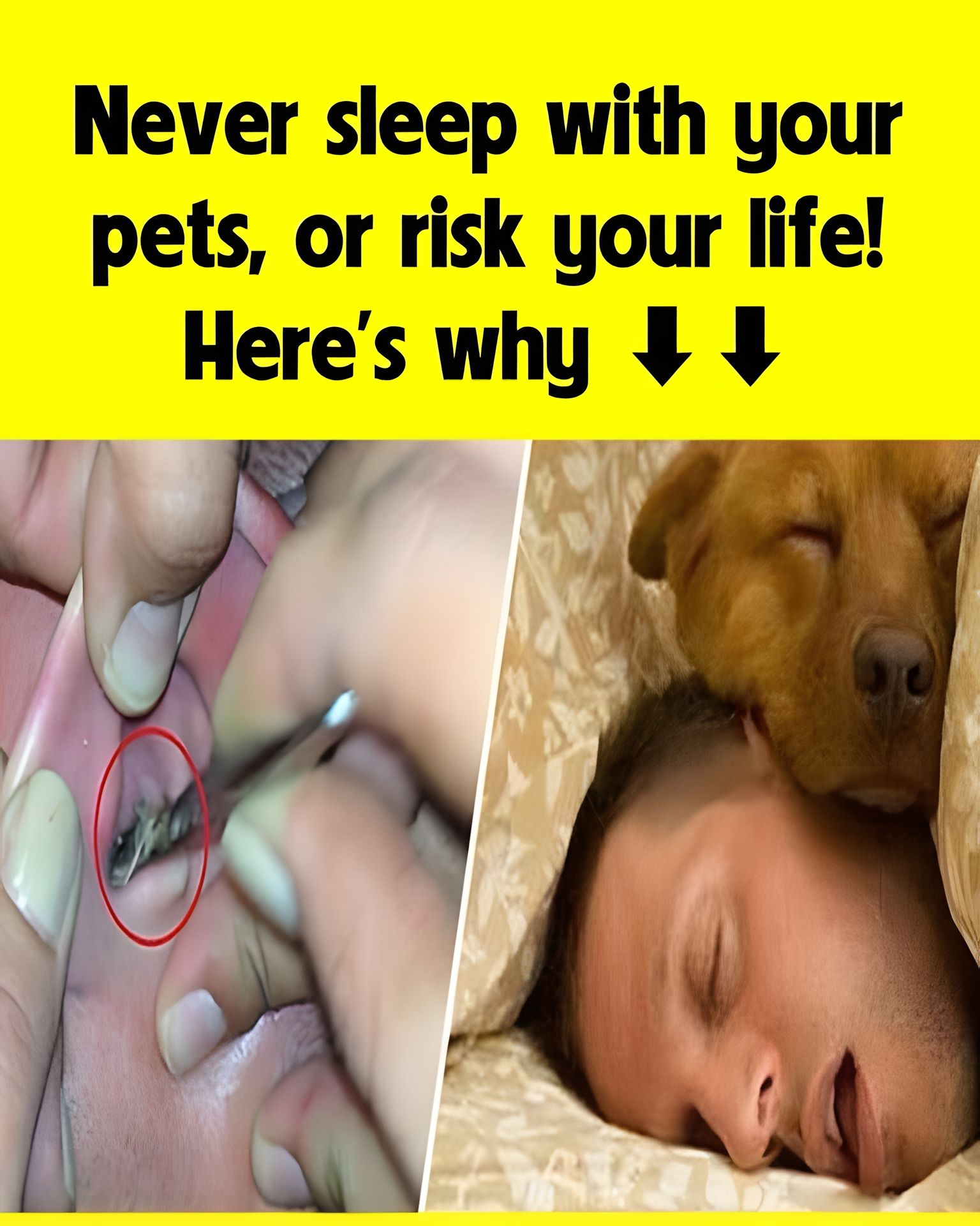 Don’t sleep with your pets, don’t risk your life, here’s why Don’t sleep with your pets, don’t risk your life, here’s why