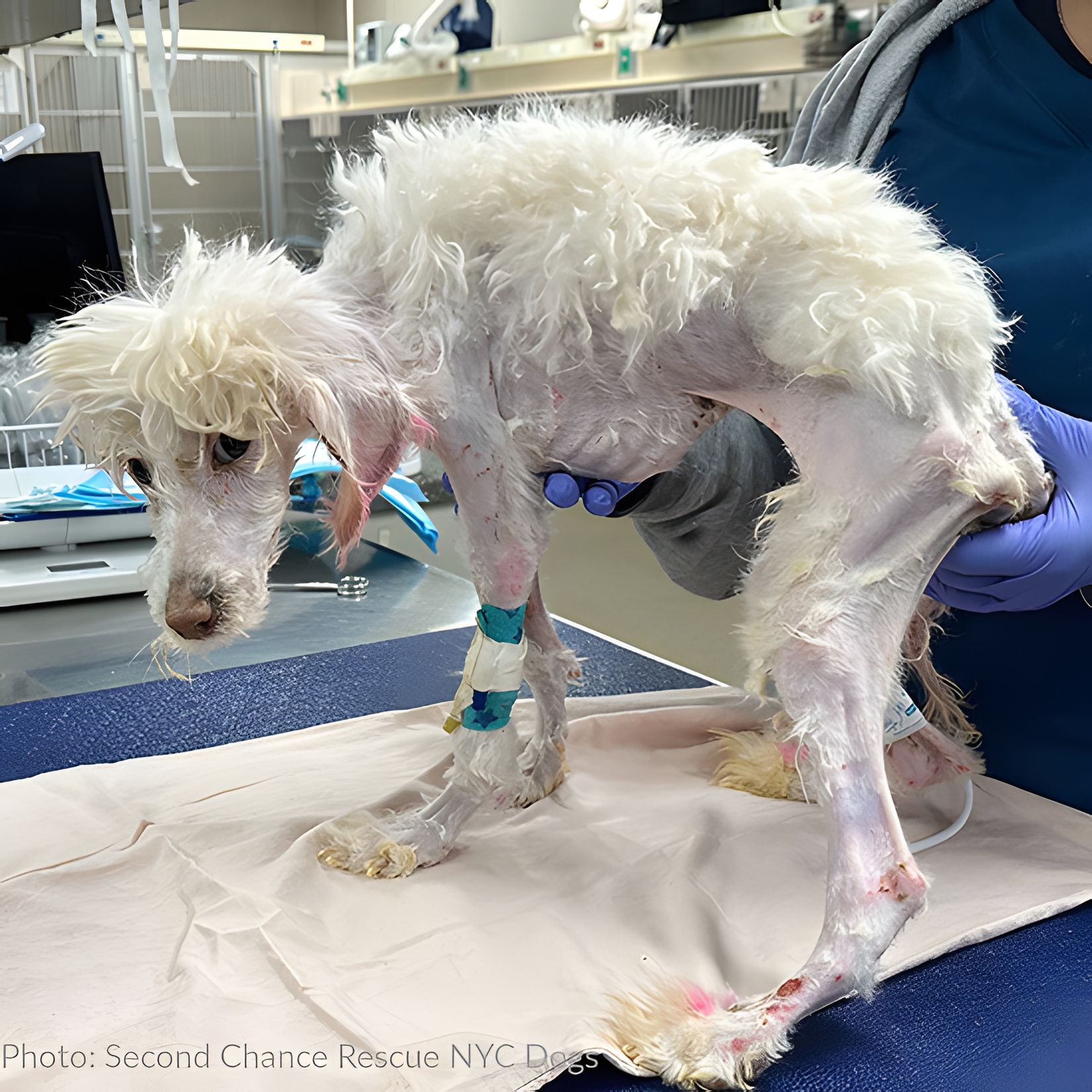 Emaciated Poodle With Acid Burns Found Unresponsive In Field Has Long Road To Recovery Emaciated Poodle With Acid Burns Found Unresponsive In Field Has Long Road To Recovery