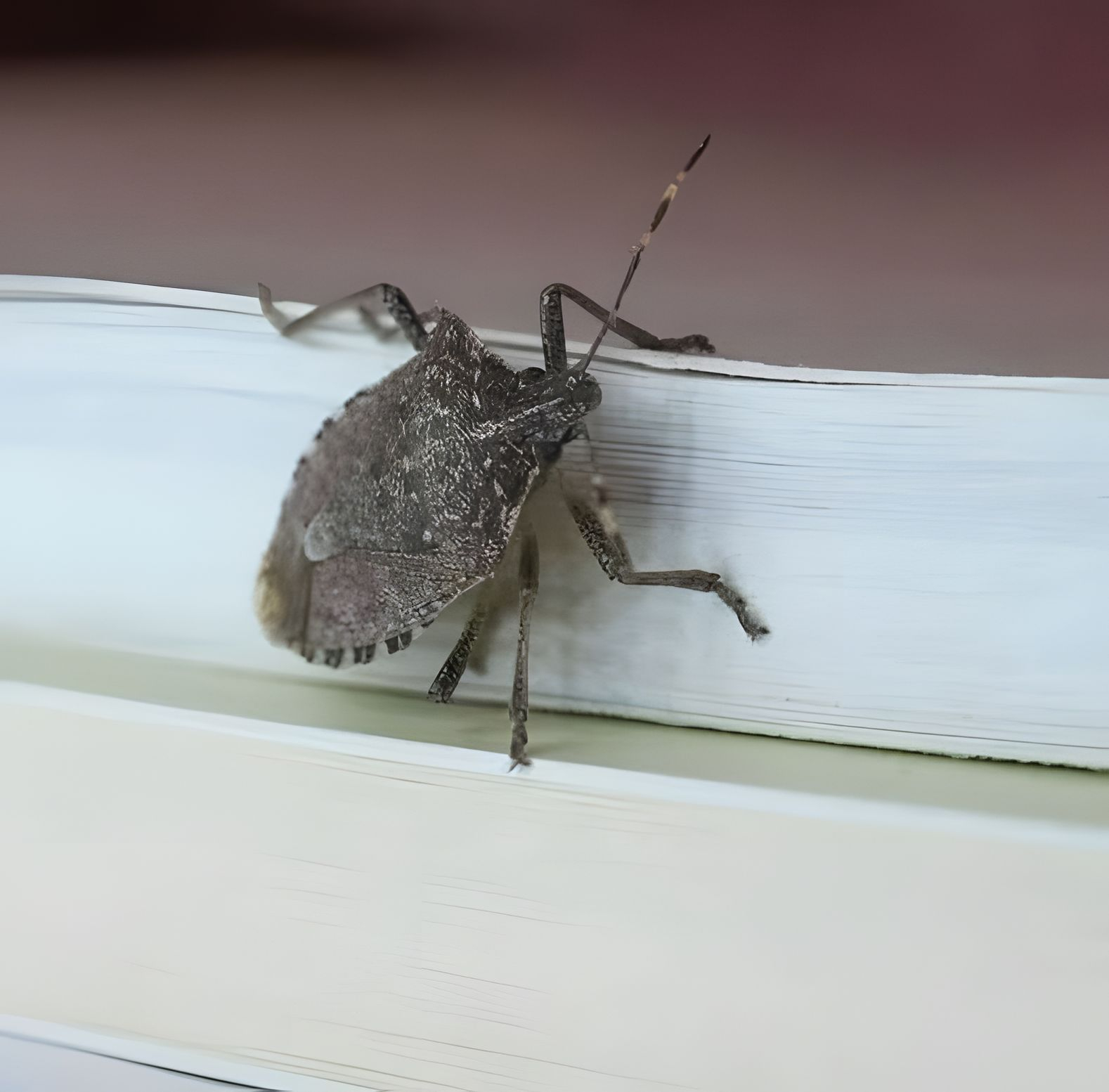 If you notice this insect in your home, you should go immediately to…see more If you notice this insect in your home, you should go immediately to…see more